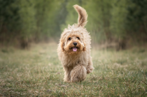 cavapoo running in a field